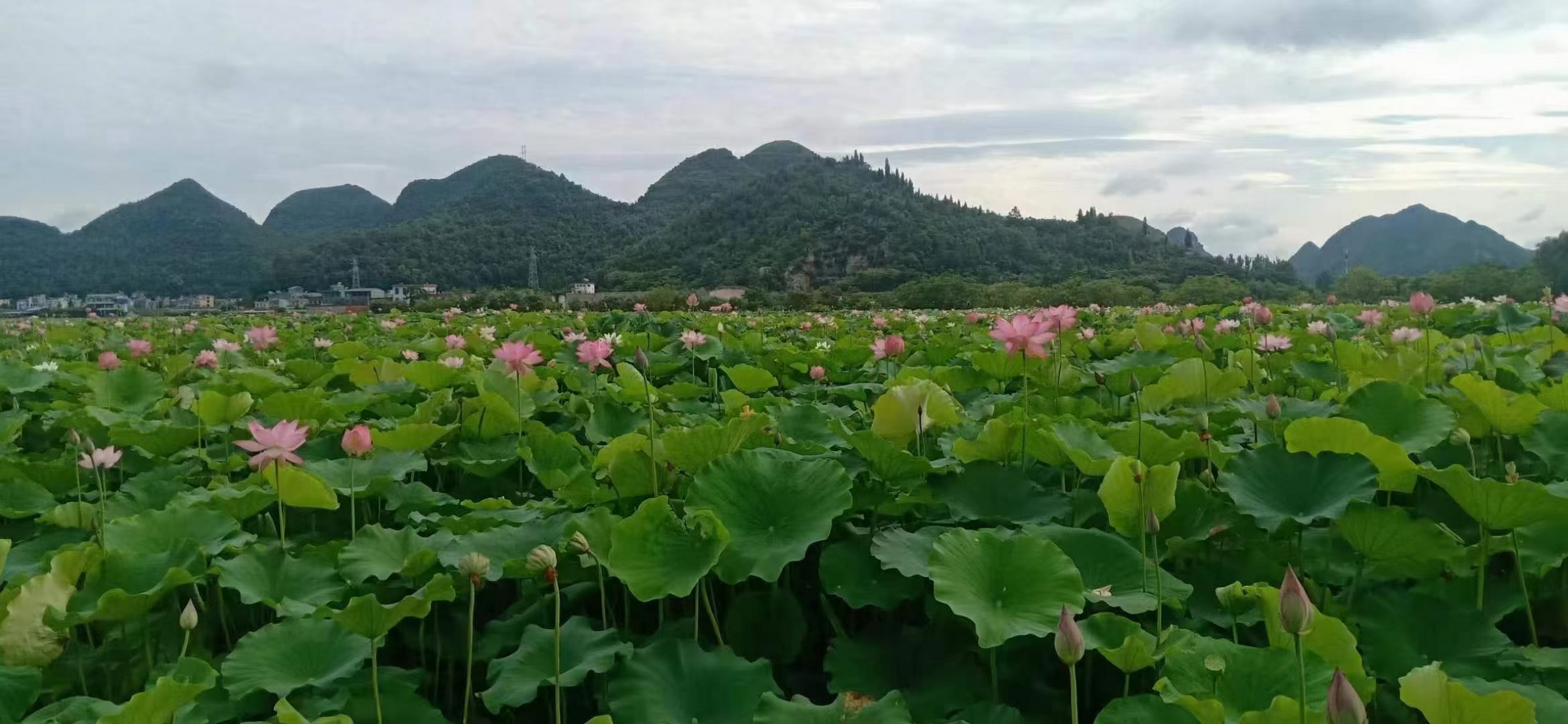 山寺桃花图片欣赏图片