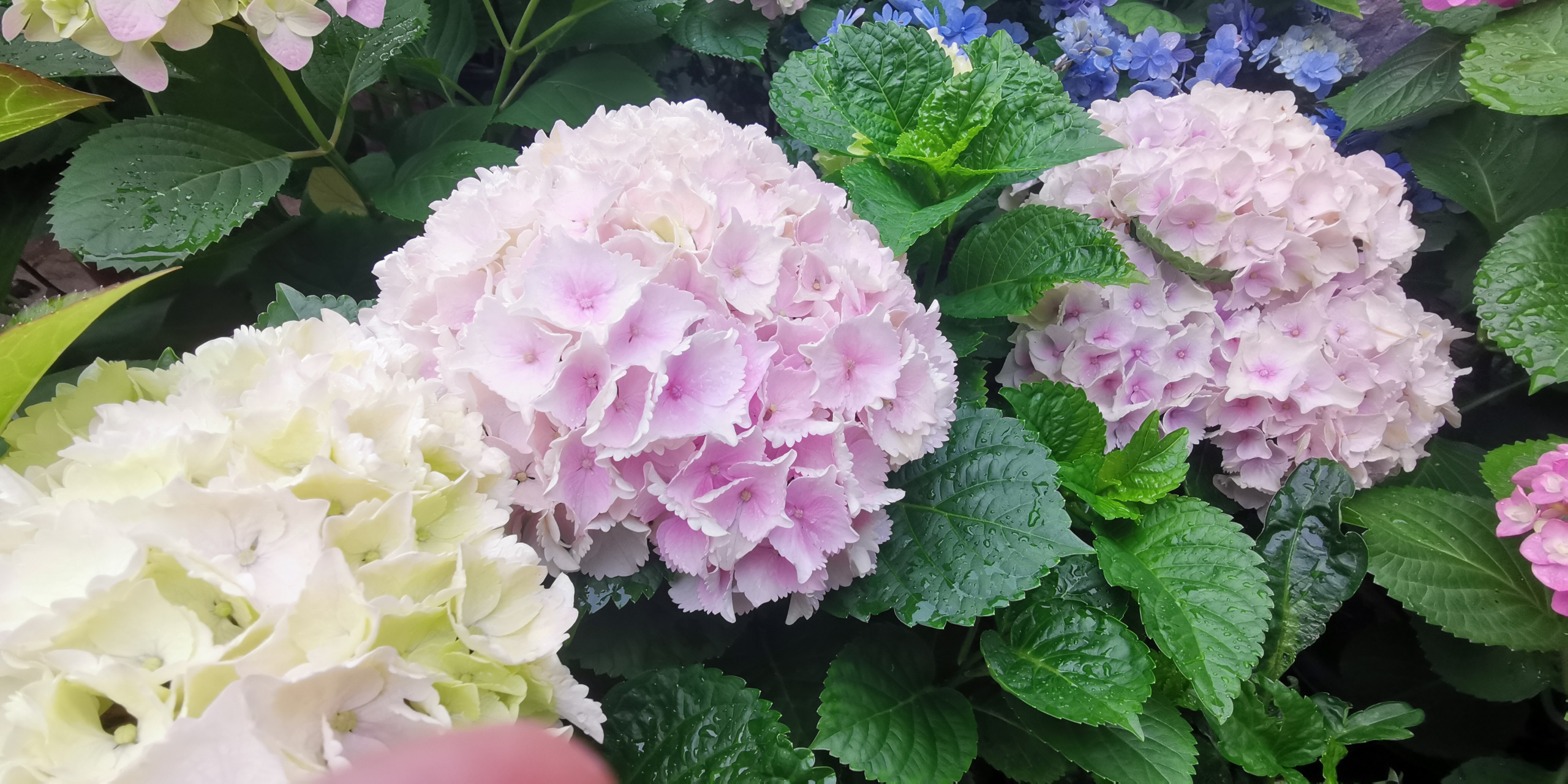 园艺# 绣球篇:品种名称魔幻海洋,花朵巨大,又是一款自带仙气的绣球花