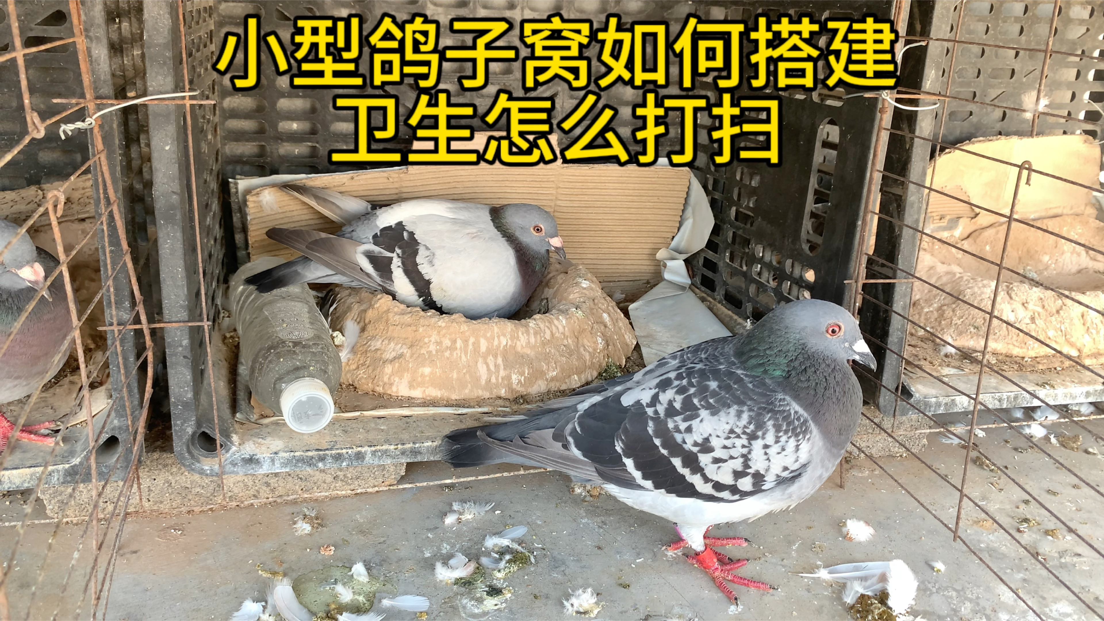 简单的鸽子窝搭建,卫生清理