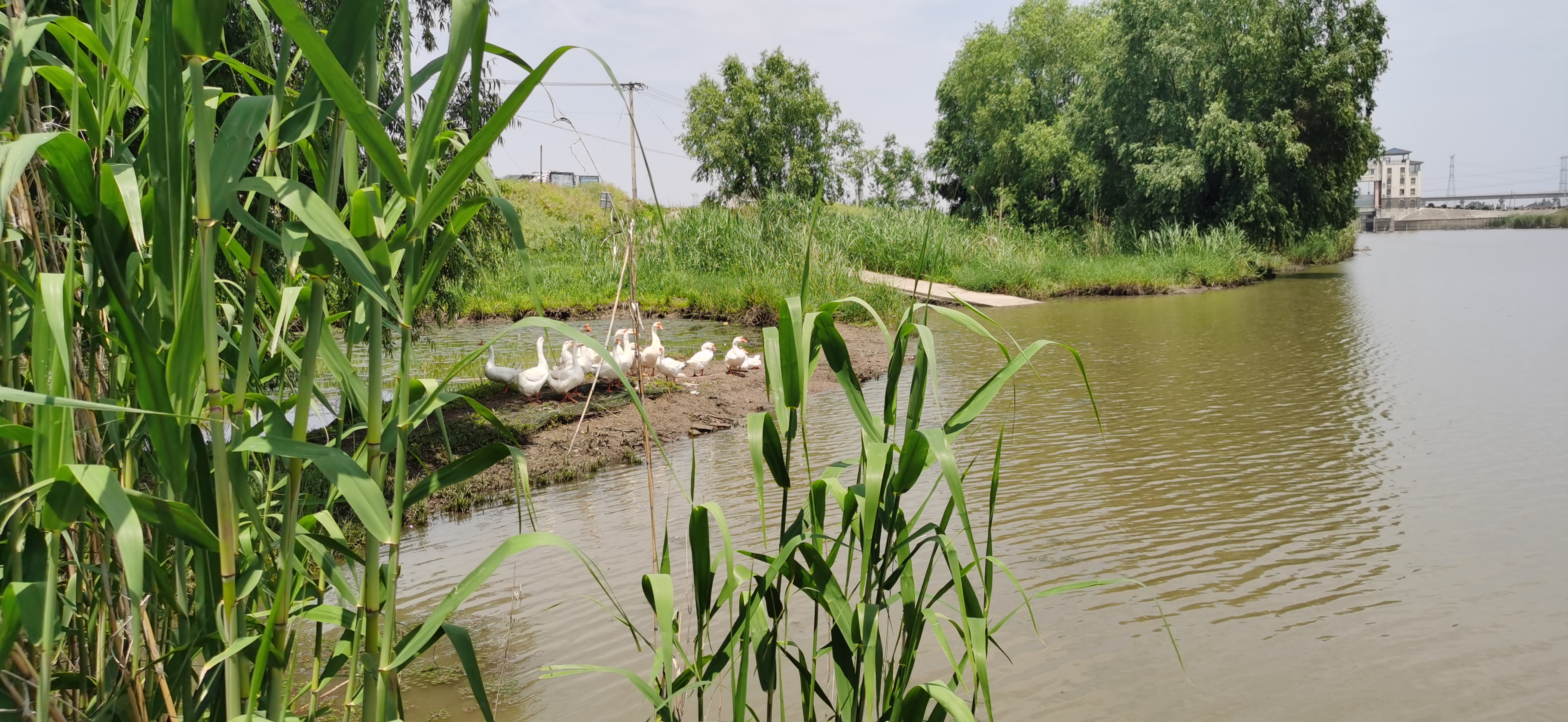 小河边的景色图片