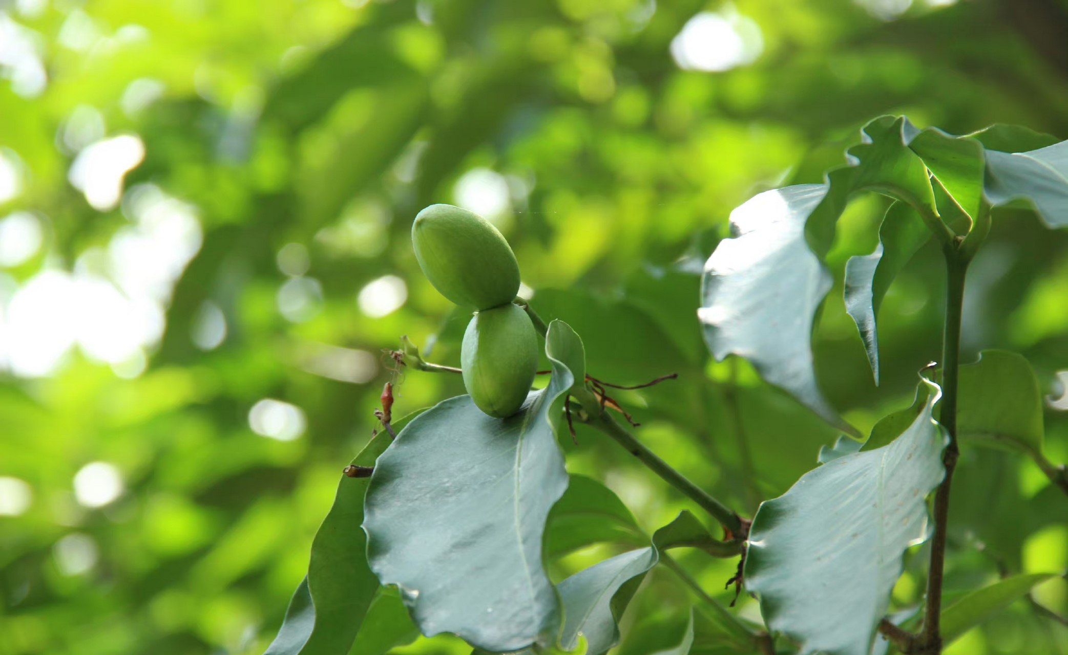 阔苞菊蕊木,细花百部,东京桐 桂木(一直分不清白桂木和桂木),文定果