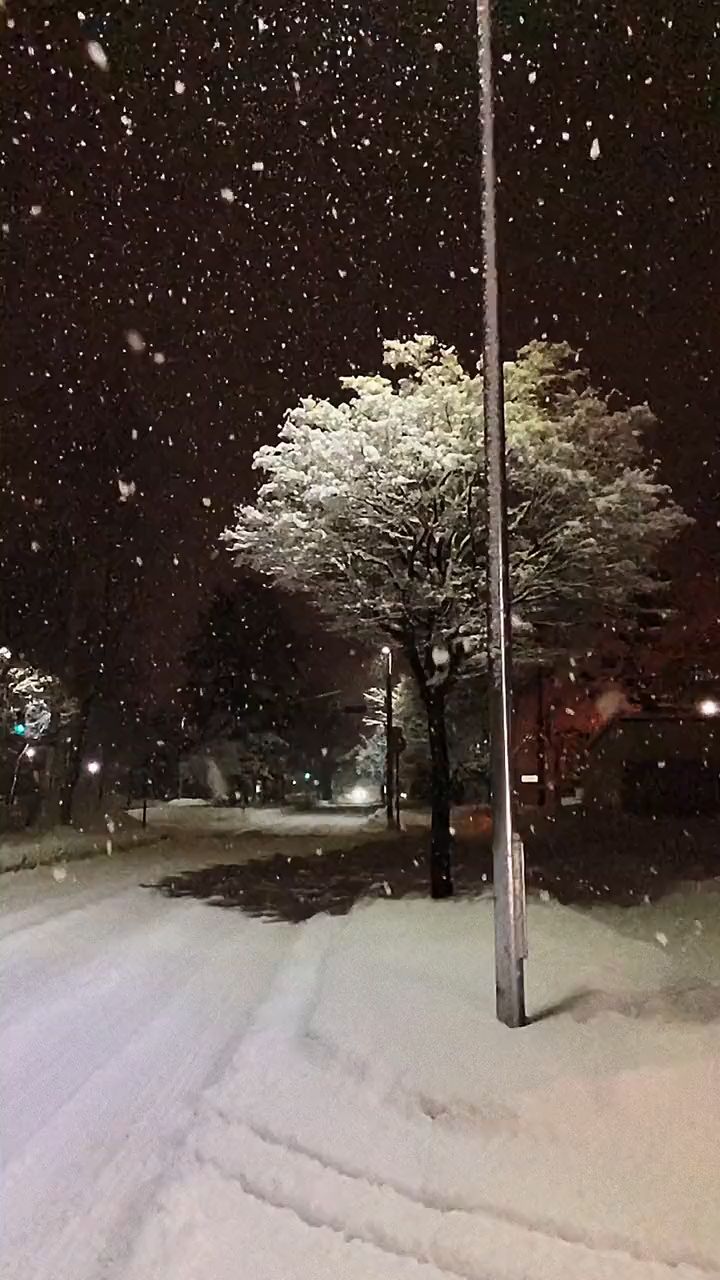 看过下雪时的路灯吗?
