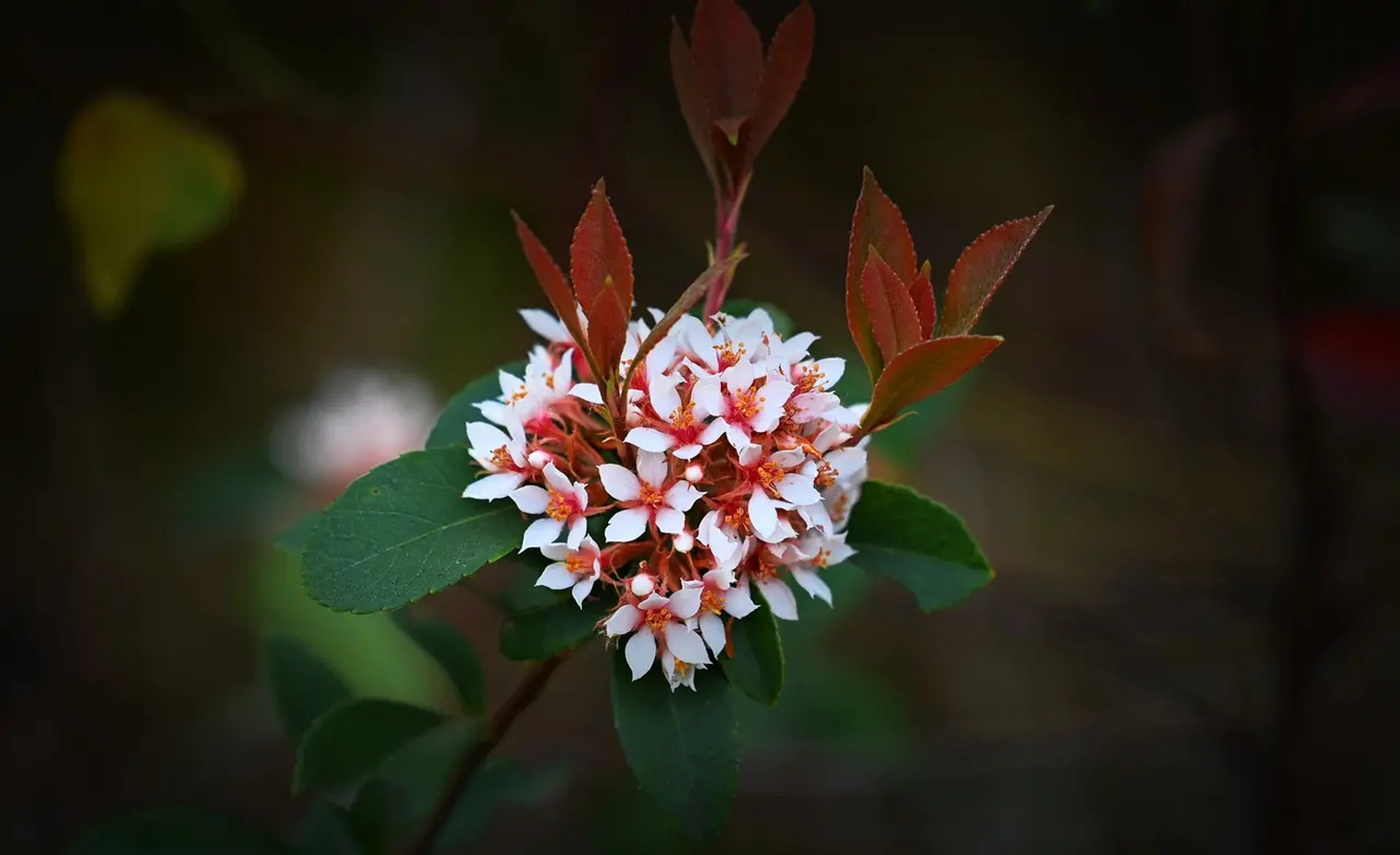 好美丽的石斑木,处处漾着春天的气息  石斑木别名春花,雷公树,报春花