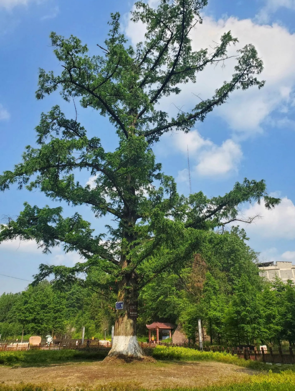 天下第一杉是一株生长在利川市谋道镇街头的水杉,树高35米,胸径2.