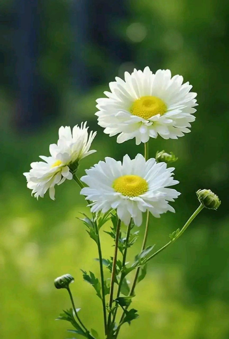 分享图片:孤傲的小白菊