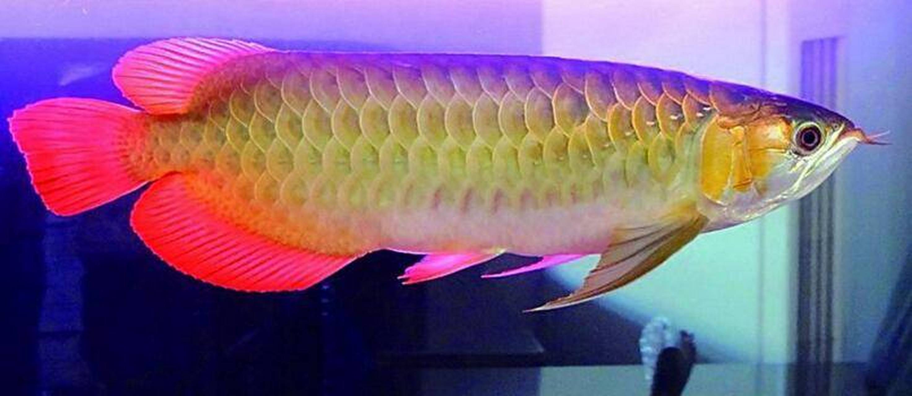 金龙鱼:又叫美丽硬仆骨舌鱼:又名亚洲龙鱼,金龙鱼.