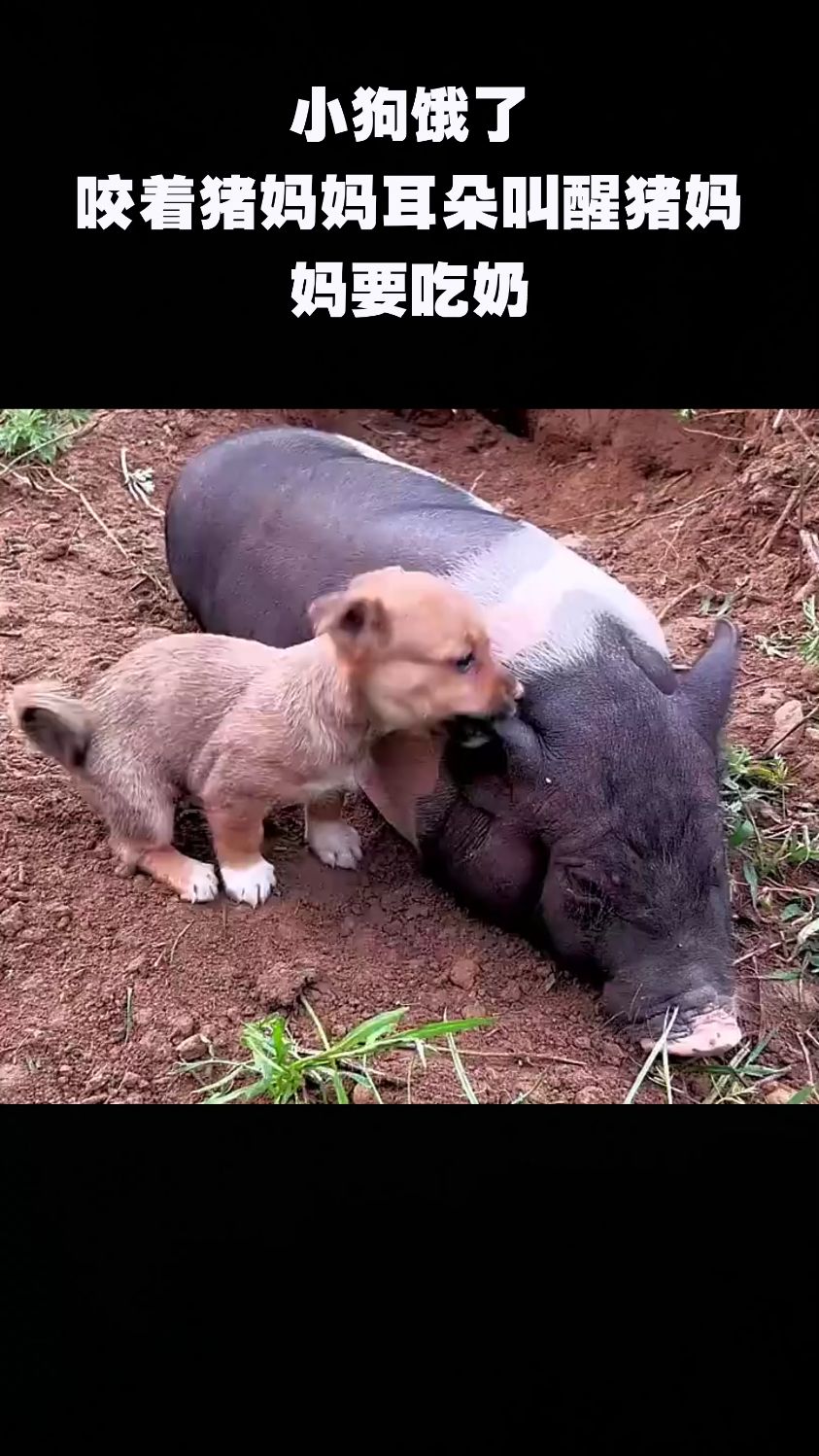 小狗饿了,咬着猪妈妈耳朵叫醒猪妈妈要吃奶.-度小视
