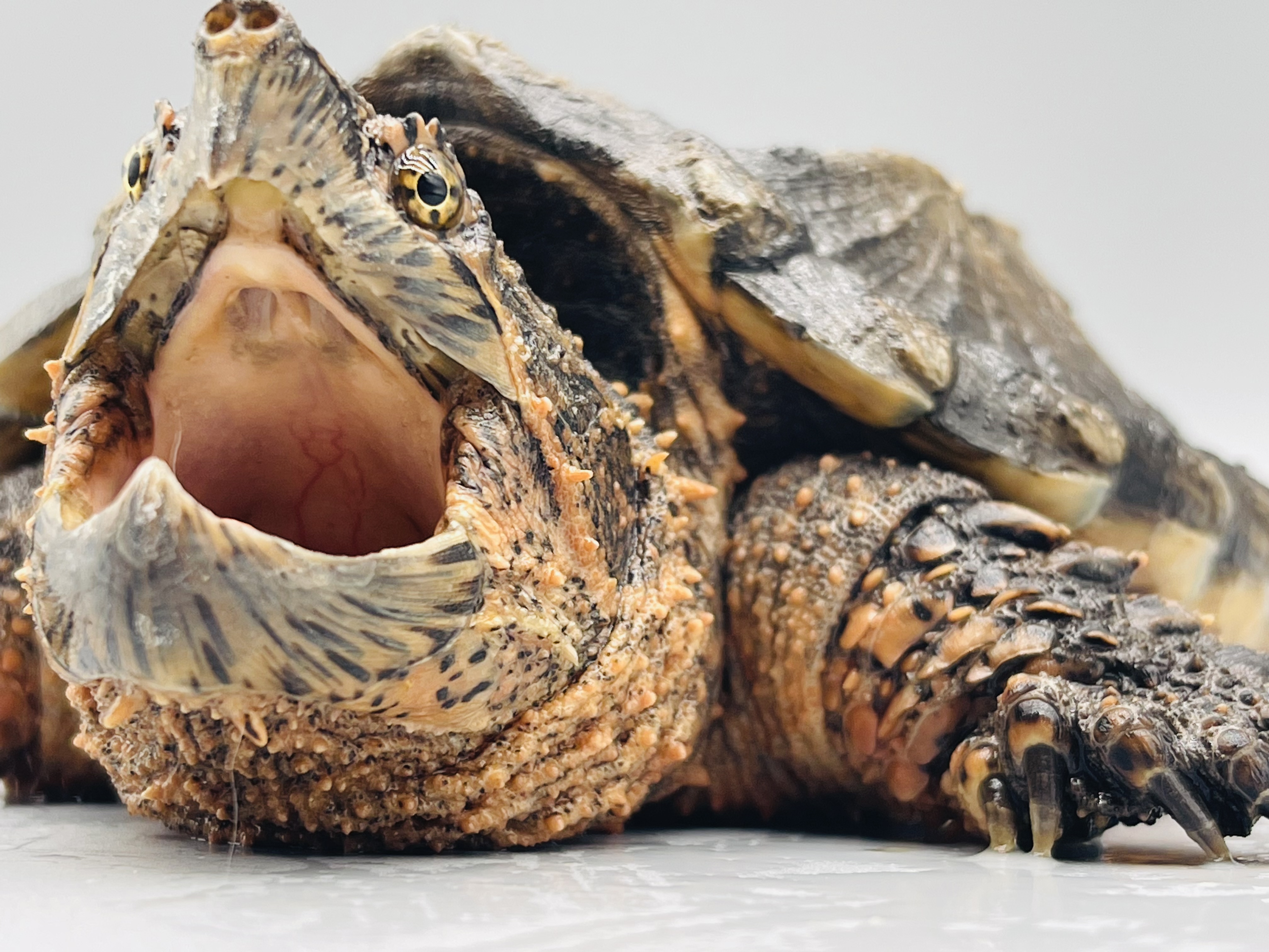 大佛杂鳄龟大小杂鳄龟图文欣赏