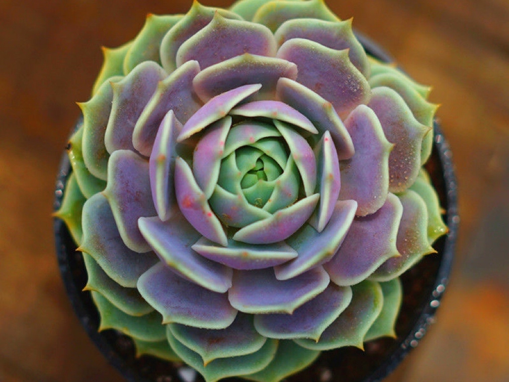 多肉植物当中的三胞胎:丽娜莲,露西娜和露娜莲,该如何区分呢?