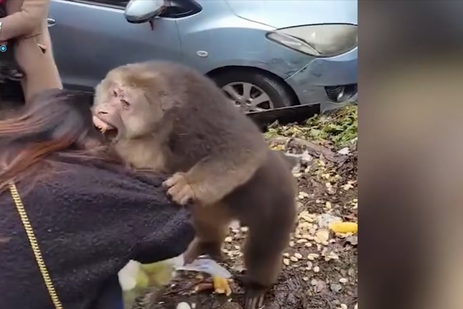 女子爱心投喂,没想到被猴子抱头又啃又咬,游客惊慌不已