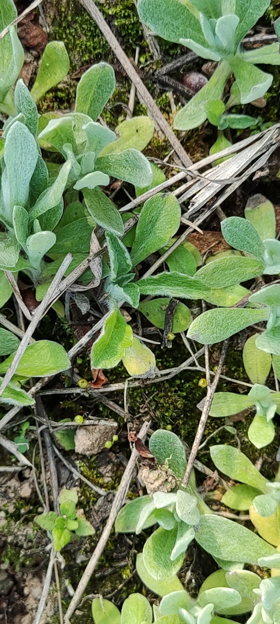 春天来了,也是摘野菜的季节