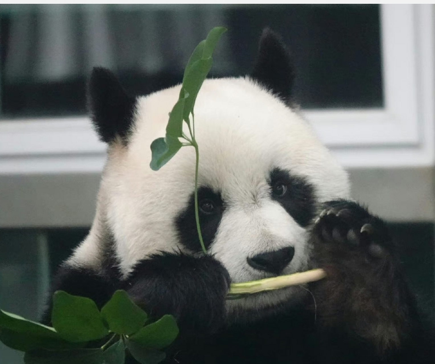 大熊猫妙音#  妙音的脸也好圆啊!  好可爱好美啊!