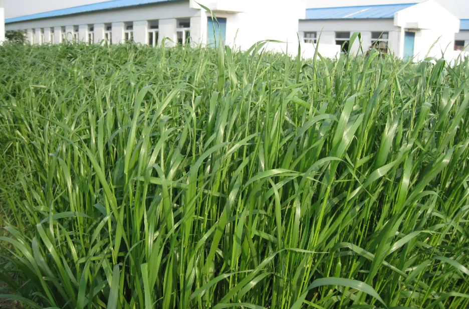 一年生黑麦草和多年黑麦草有什么区别,产量如何呢?