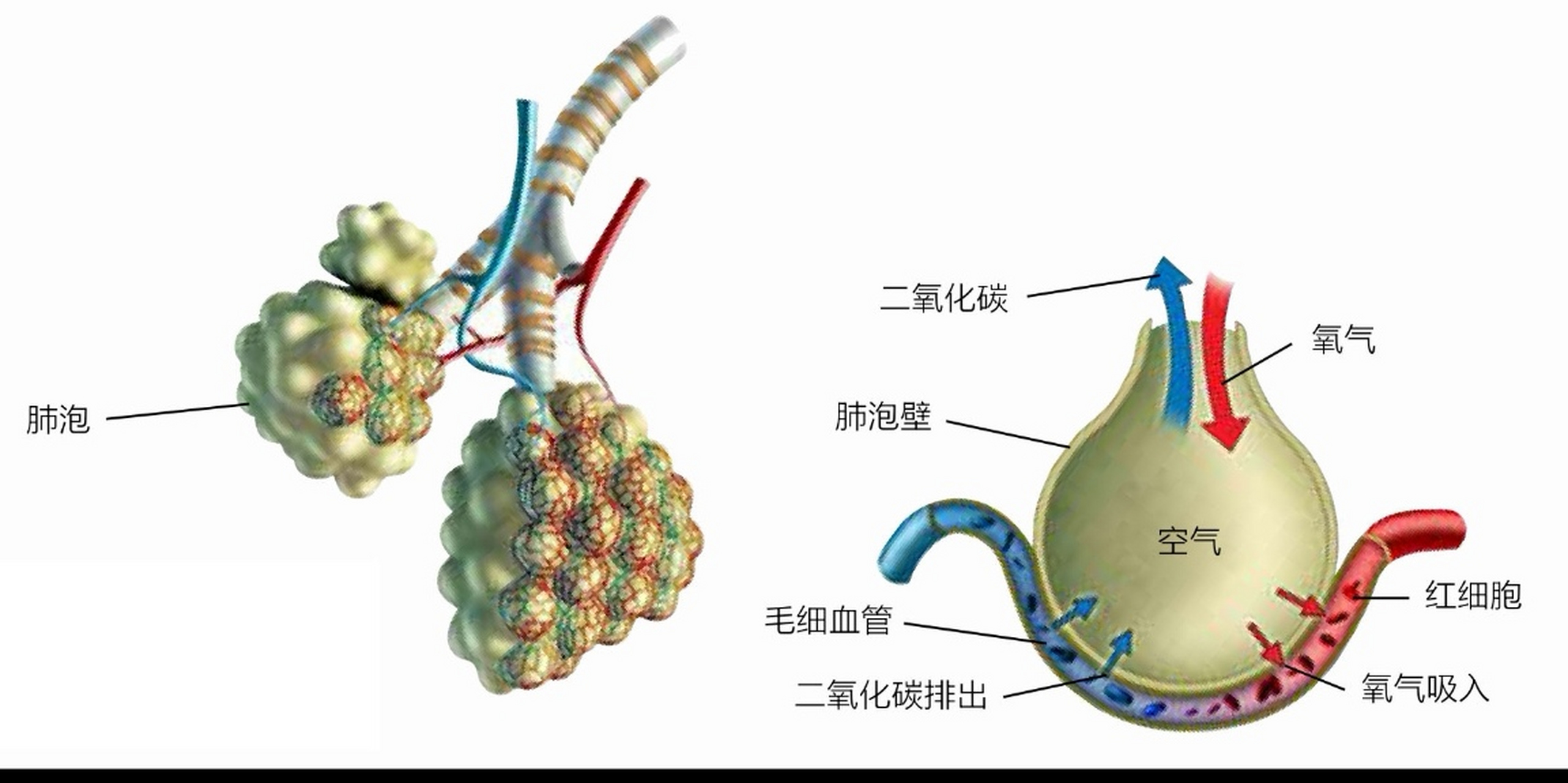 肺泡是气体交换的平台,机制说复杂很复杂,简单理解也很简单: 每个气体