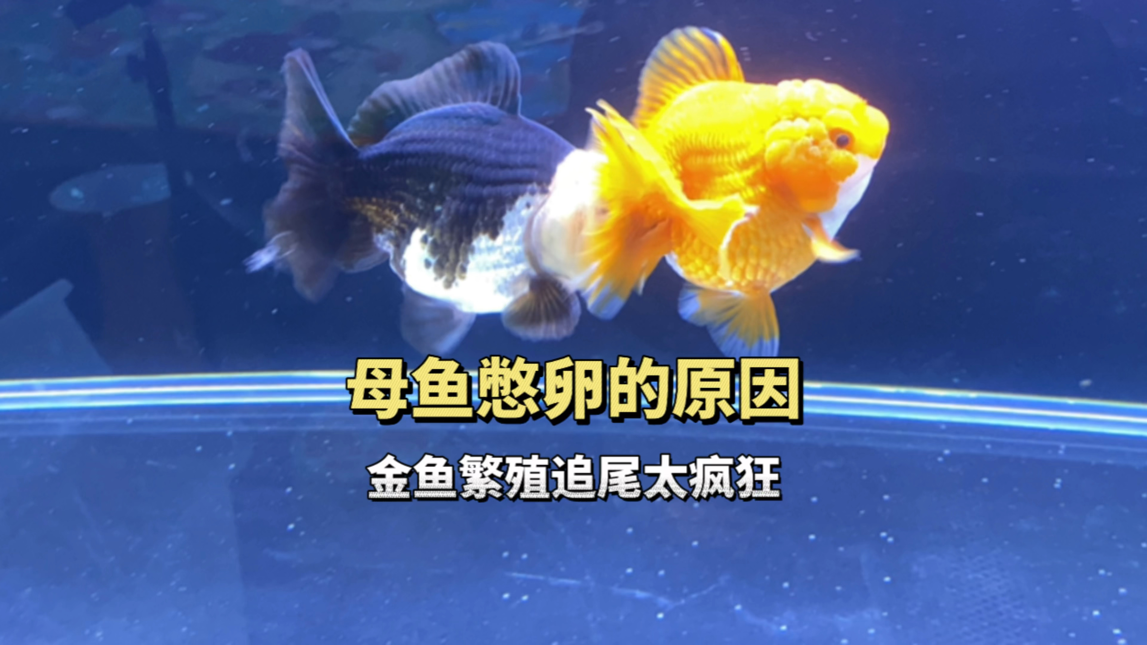再追尾下去就不礼貌了,金鱼繁殖期的烦恼,母鱼憋卵的原因