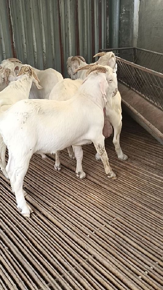 美国白山羊种公羊,都是可以干活的-度小视