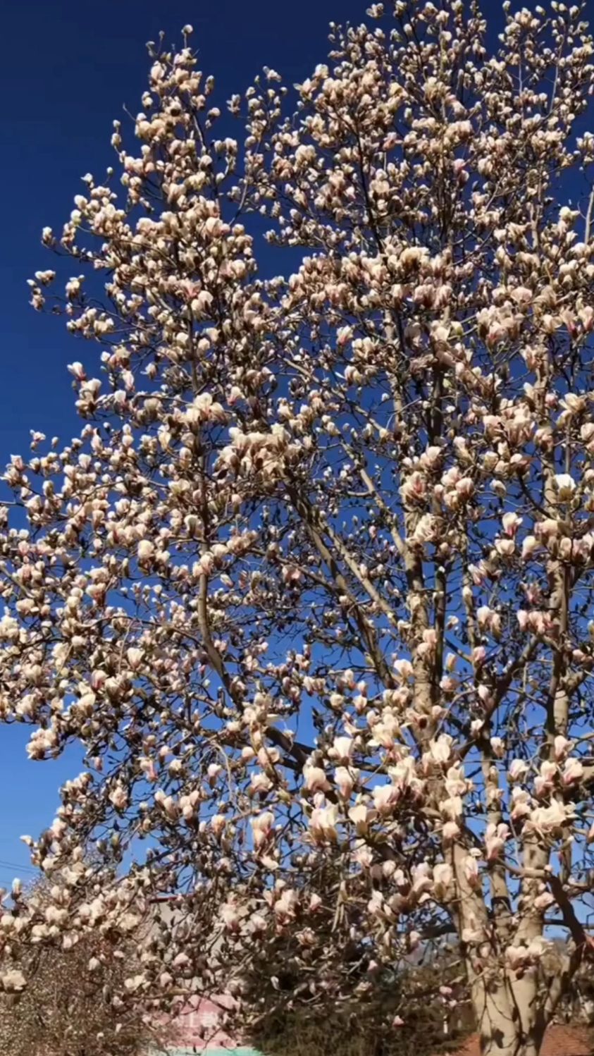 终于明白它为啥叫木棉花了,远看就是一树棉花糖啊!