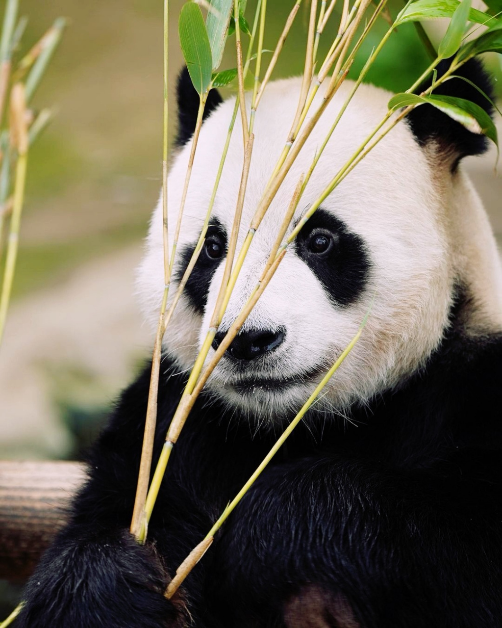 可是,乐宝啊,为什么越来越像个大爷了?[偷笑]