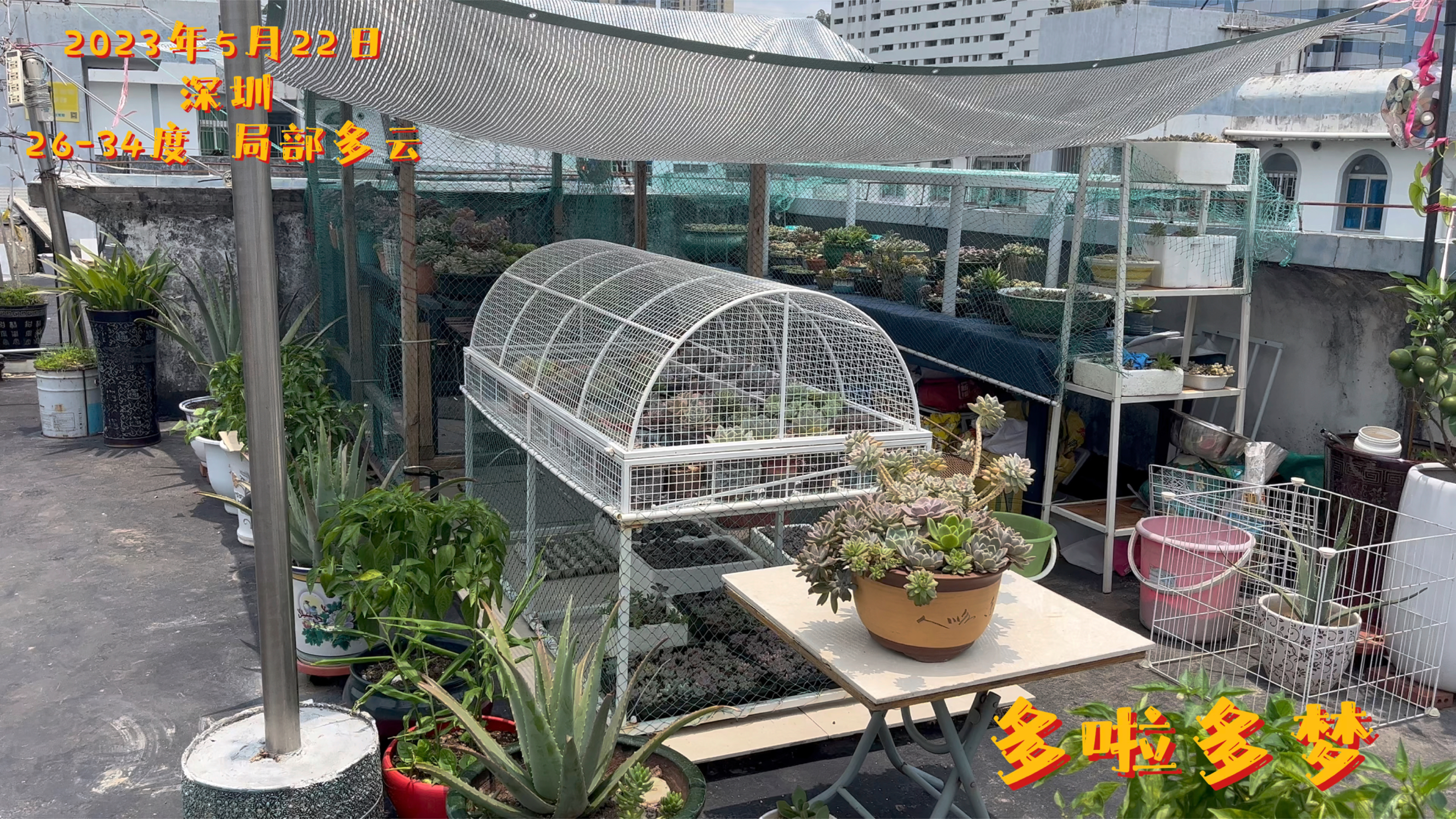 桃霜多肉出现状况,麻烦朋友们给我支招怎么处理!