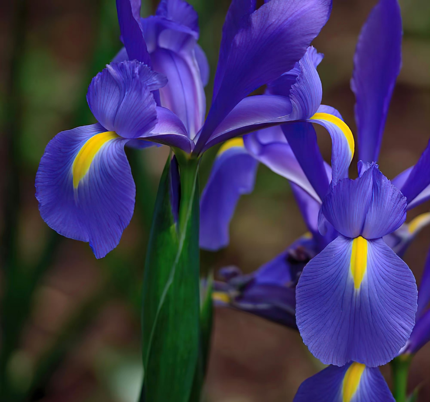 各色各样的鸢尾花,美美哒,最漂亮的就是粉紫粉紫的,紫嫣浪漫!