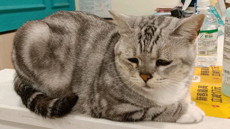 美短猫咪表情实在太搞笑了,多愁善感的样子