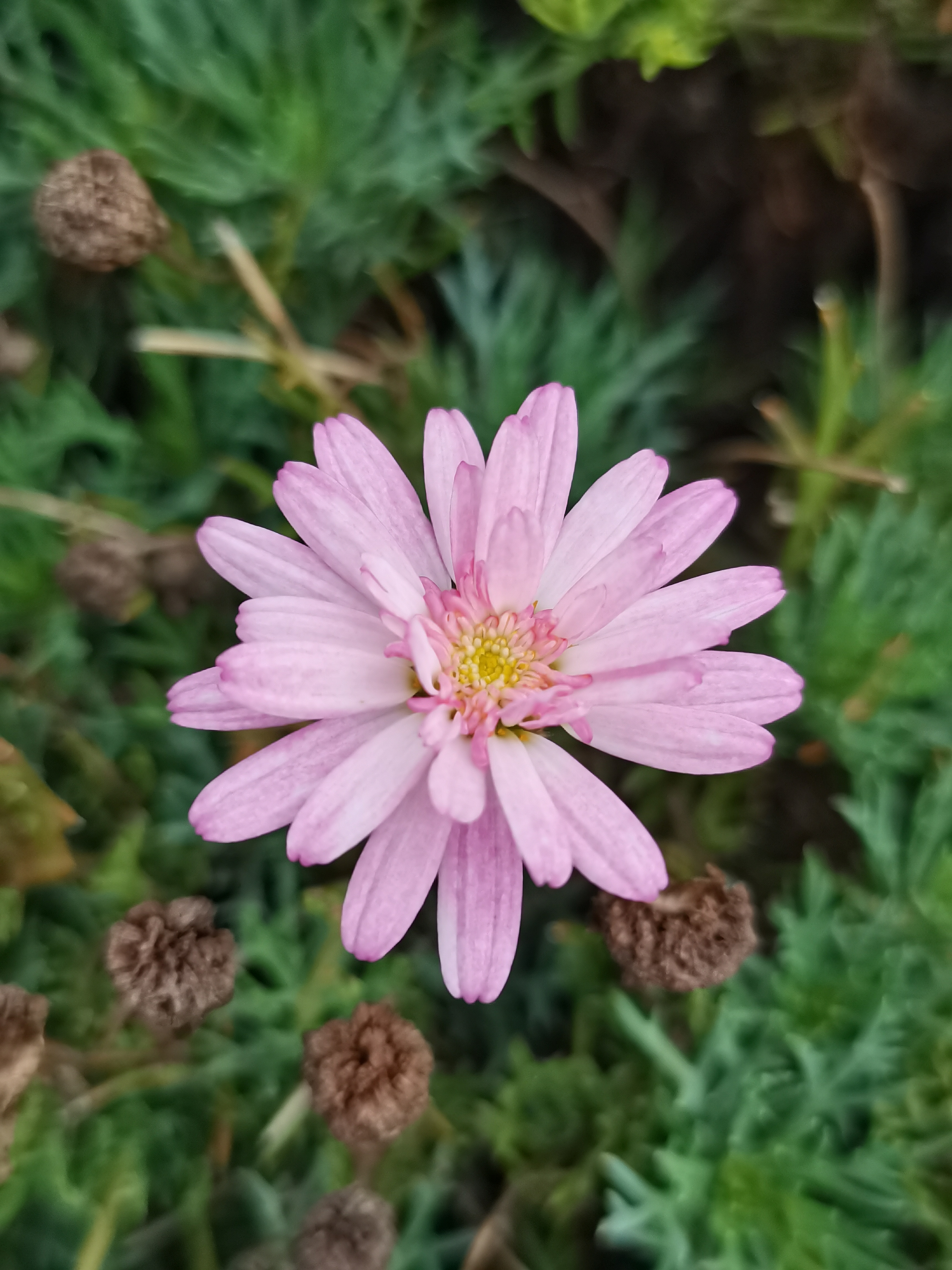 木茼蒿是菊花的一种也叫做野菊花花果期2~10月