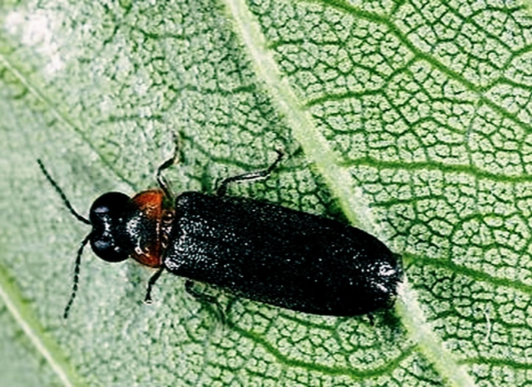 纹胸黑翅萤是常见萤火虫中体型最小的.成虫体长0.5-0.8厘米.