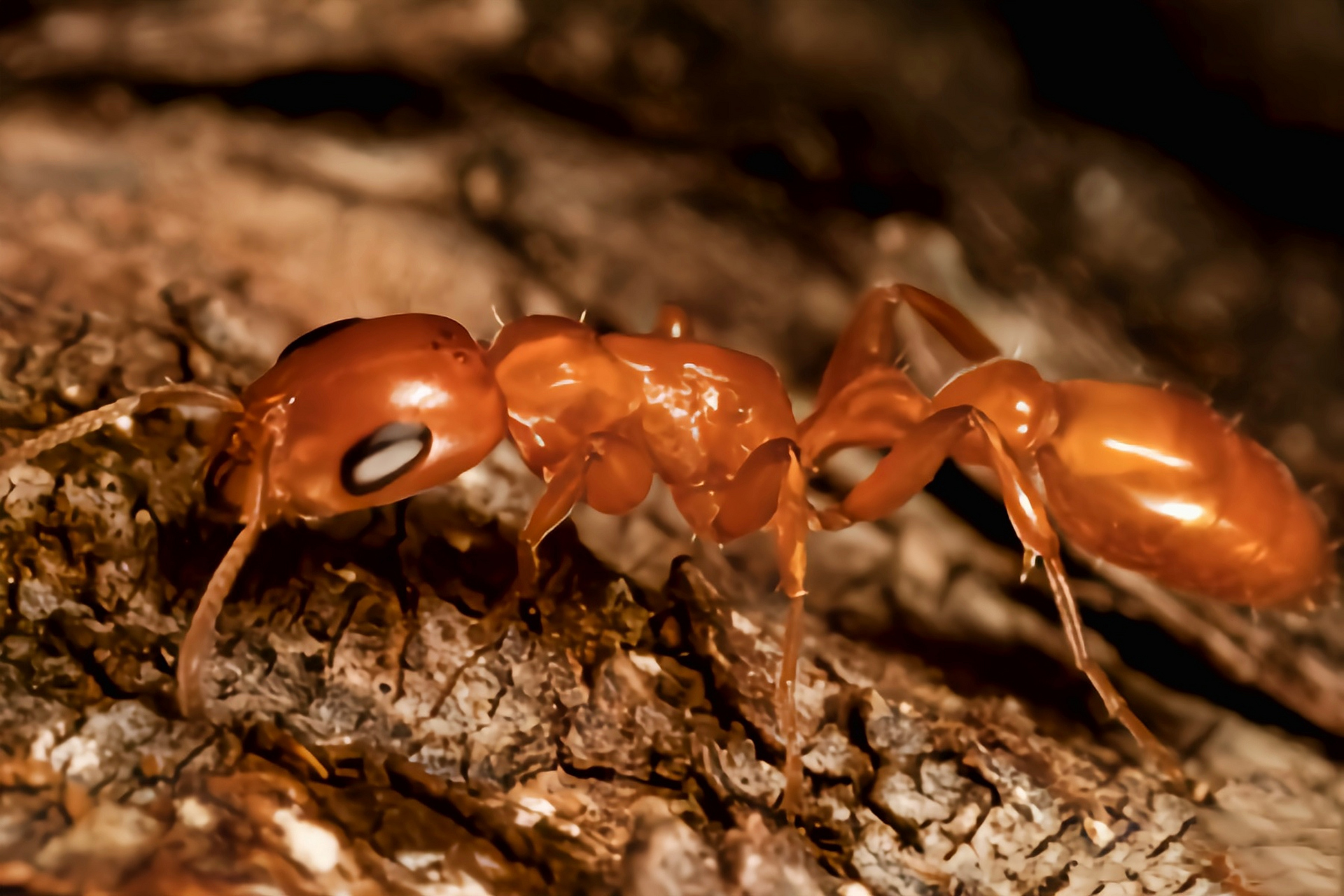 每天认识一种动物——牛角相思树蚁 牛角相思树蚁别名相思树蚁,牛角