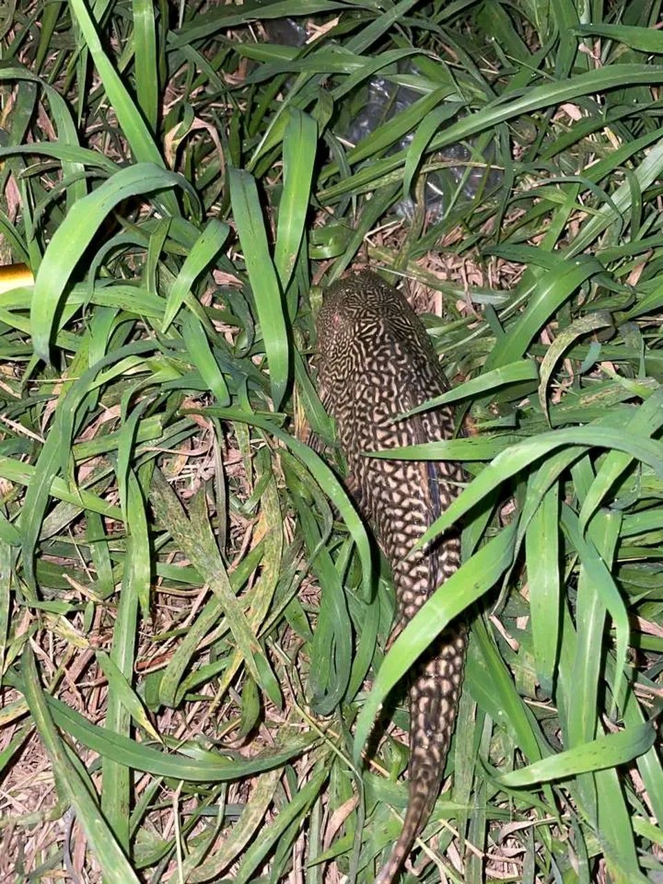 这是不是叫飞机鱼   这么大一个人怎么吃完