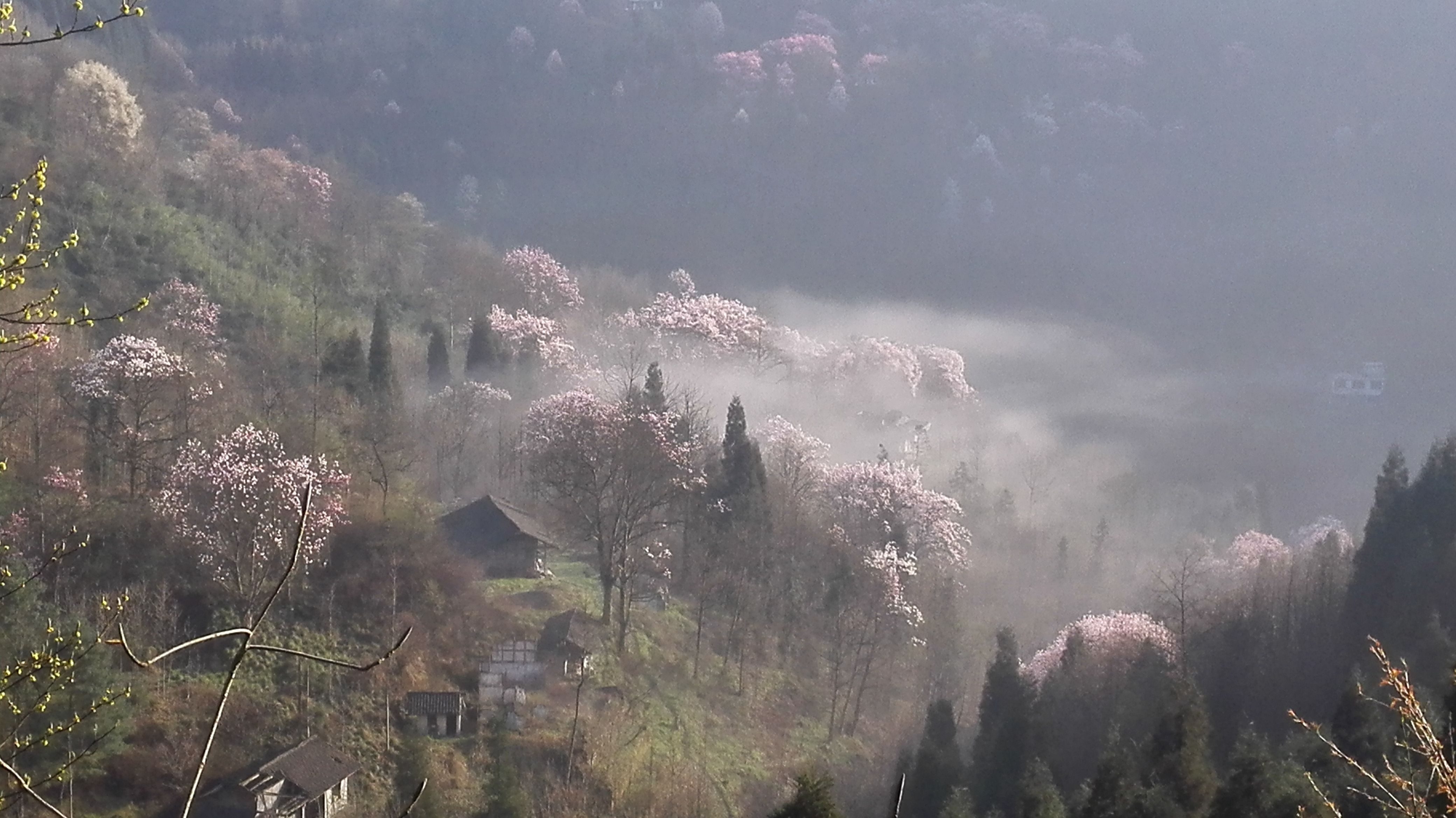 四川江油吴家后山赏辛夷花