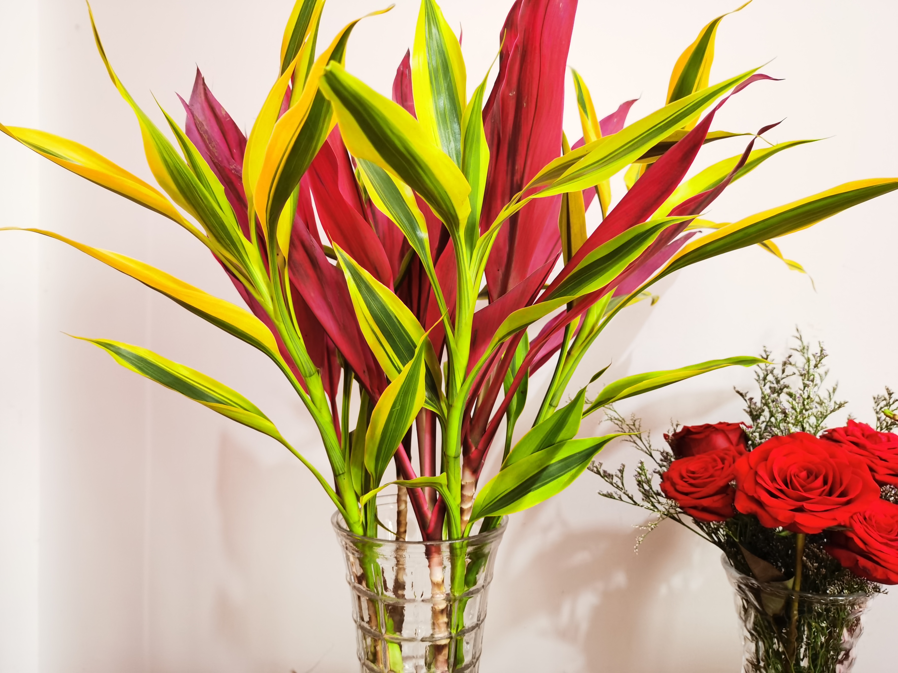 居然还有人说不会养富竹?我觉得富贵竹真的是最简单的懒人绿植呀