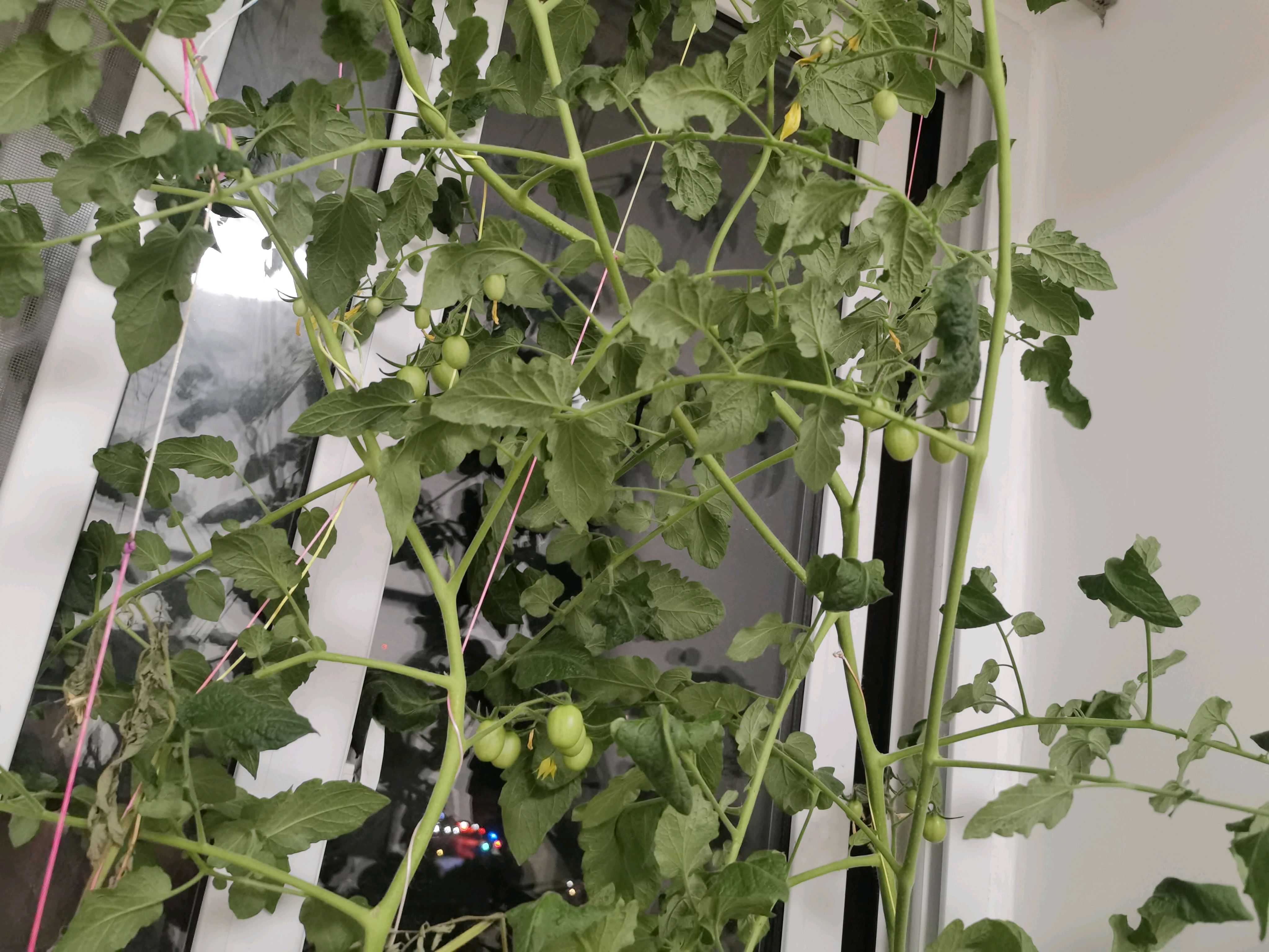 有一个作家叫夏七年