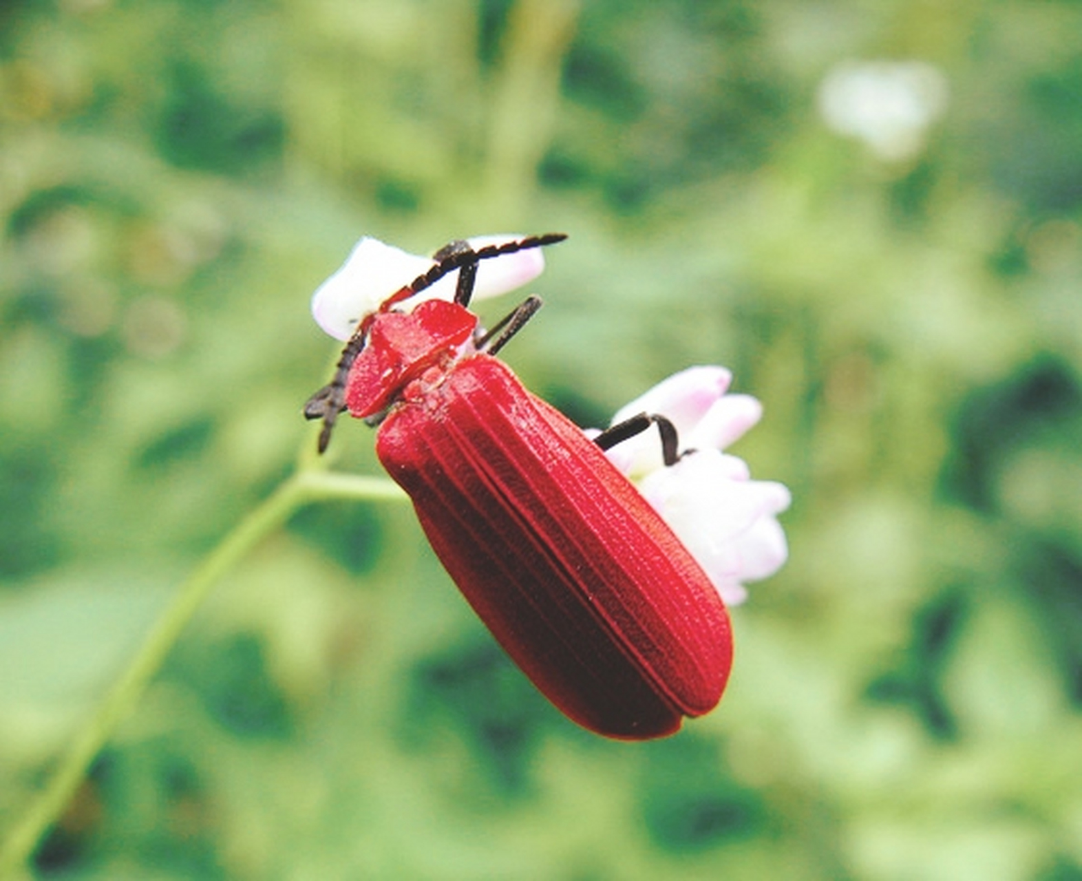 一种昆虫——台湾薄翅金花虫 台湾薄翅金花虫是鞘翅目,金花虫科昆虫