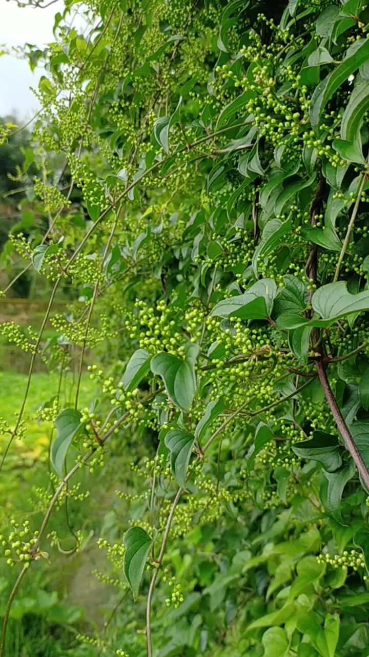 村里九叔种的山药,也不知是什么品种,竟然还会开花