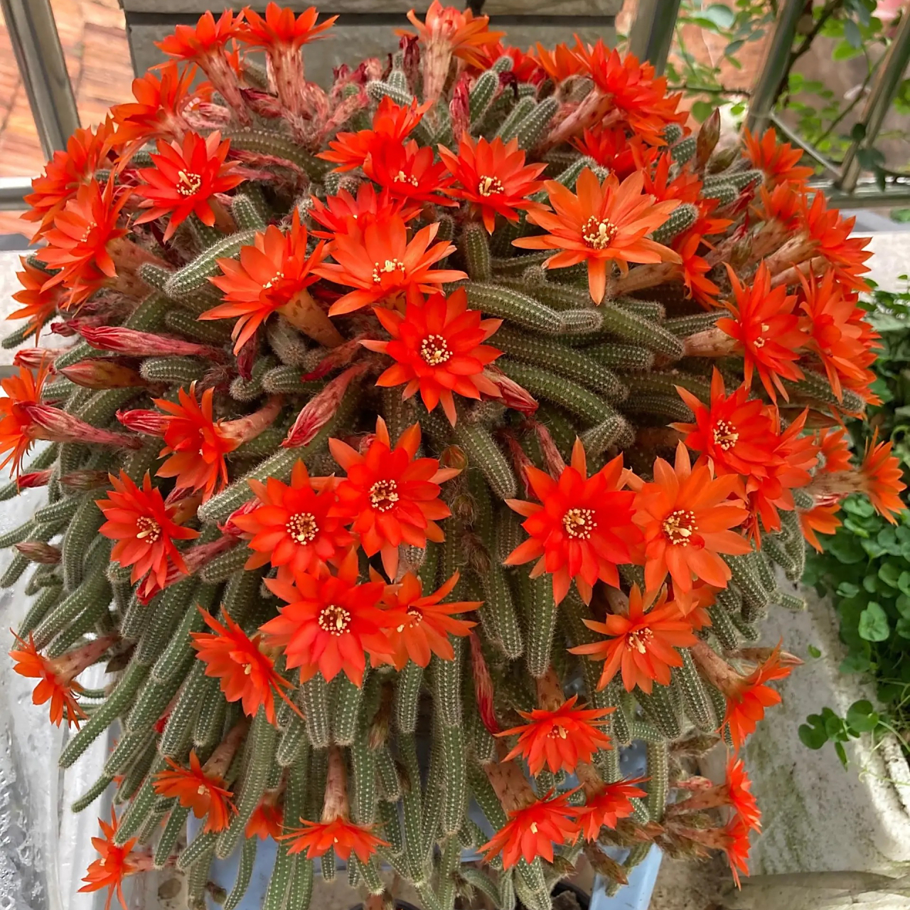 仙人球系列当中最不起眼的品种白檀,开花之后真的很漂亮