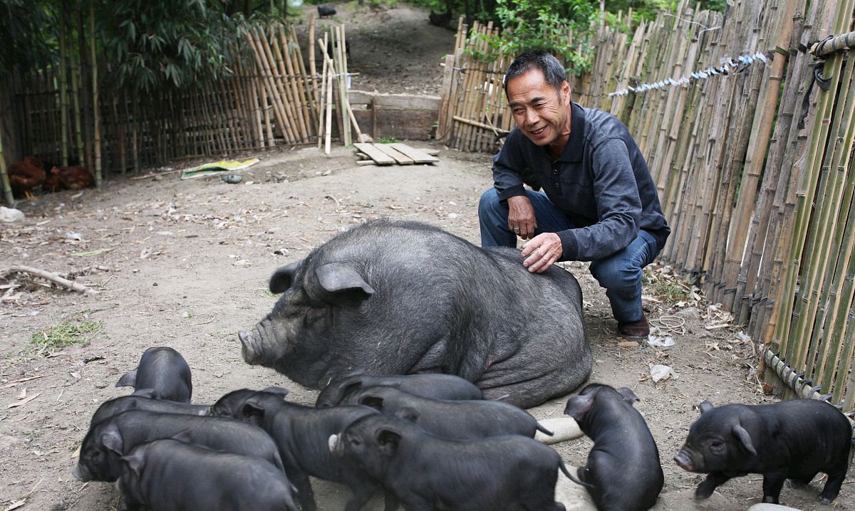 猪价降了,大型养猪场和农民散养户却同时扩大了养猪规模,为啥