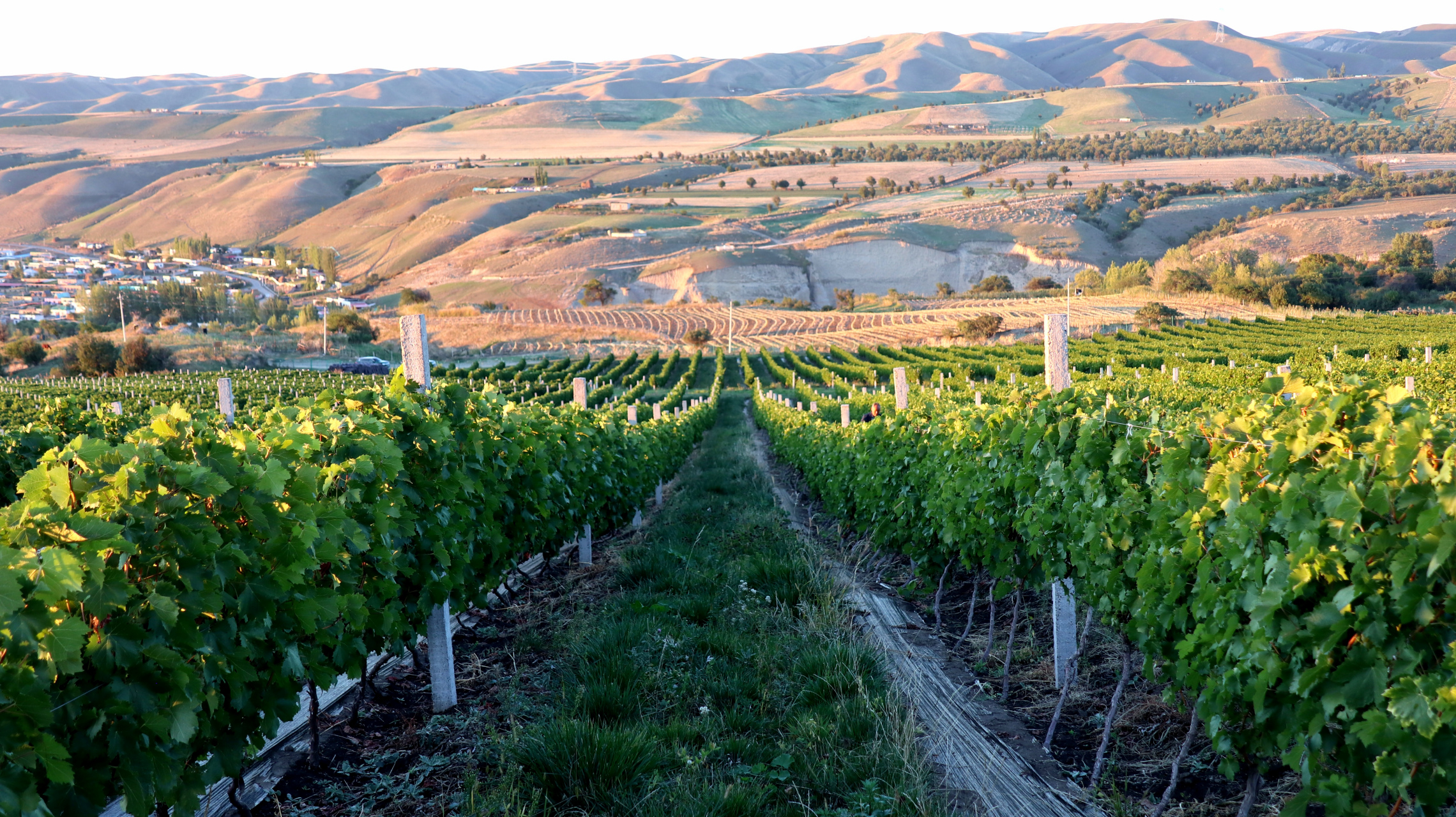 新疆最高海拔的葡萄园,海拔1260米,新疆伊犁河谷丝路酒庄的库尔德宁