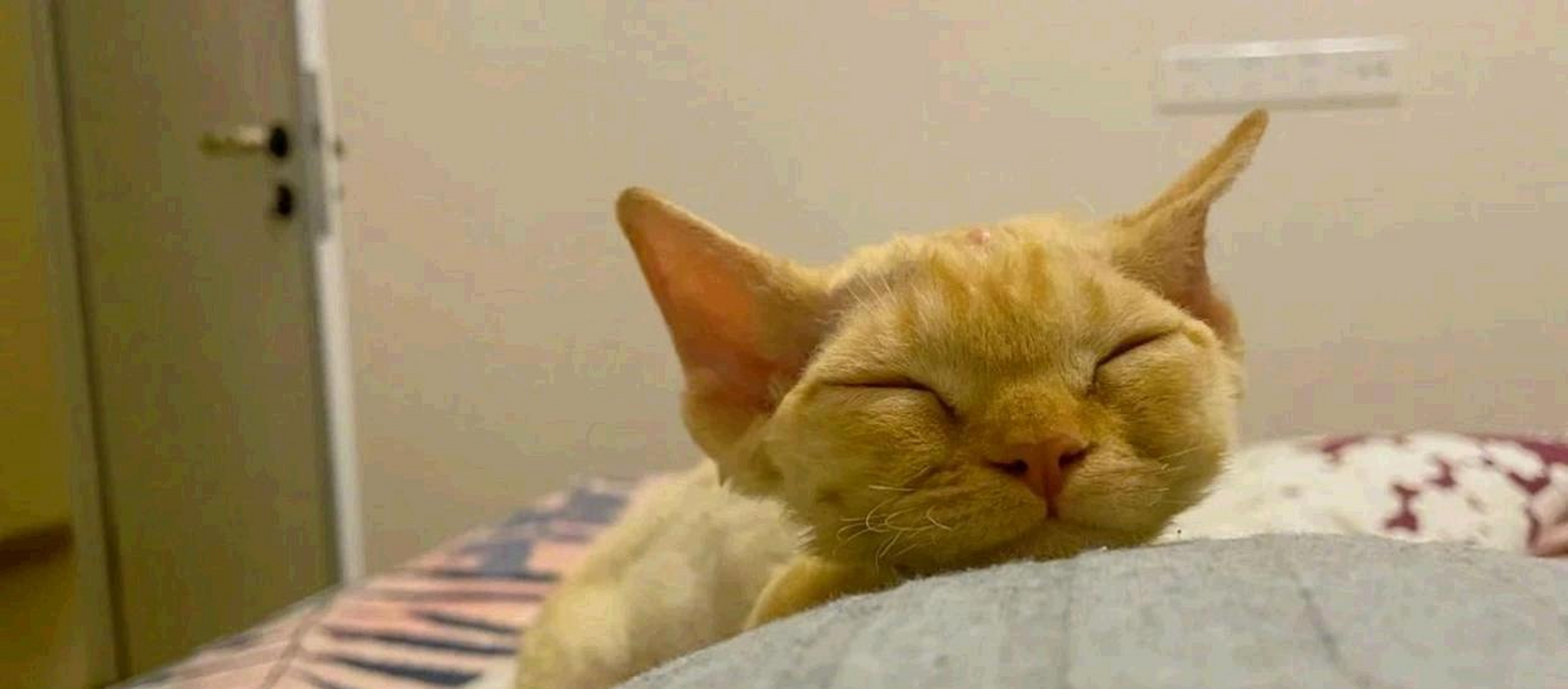 看看这只小猫咪,睡得可真香啊!  #动物趣图