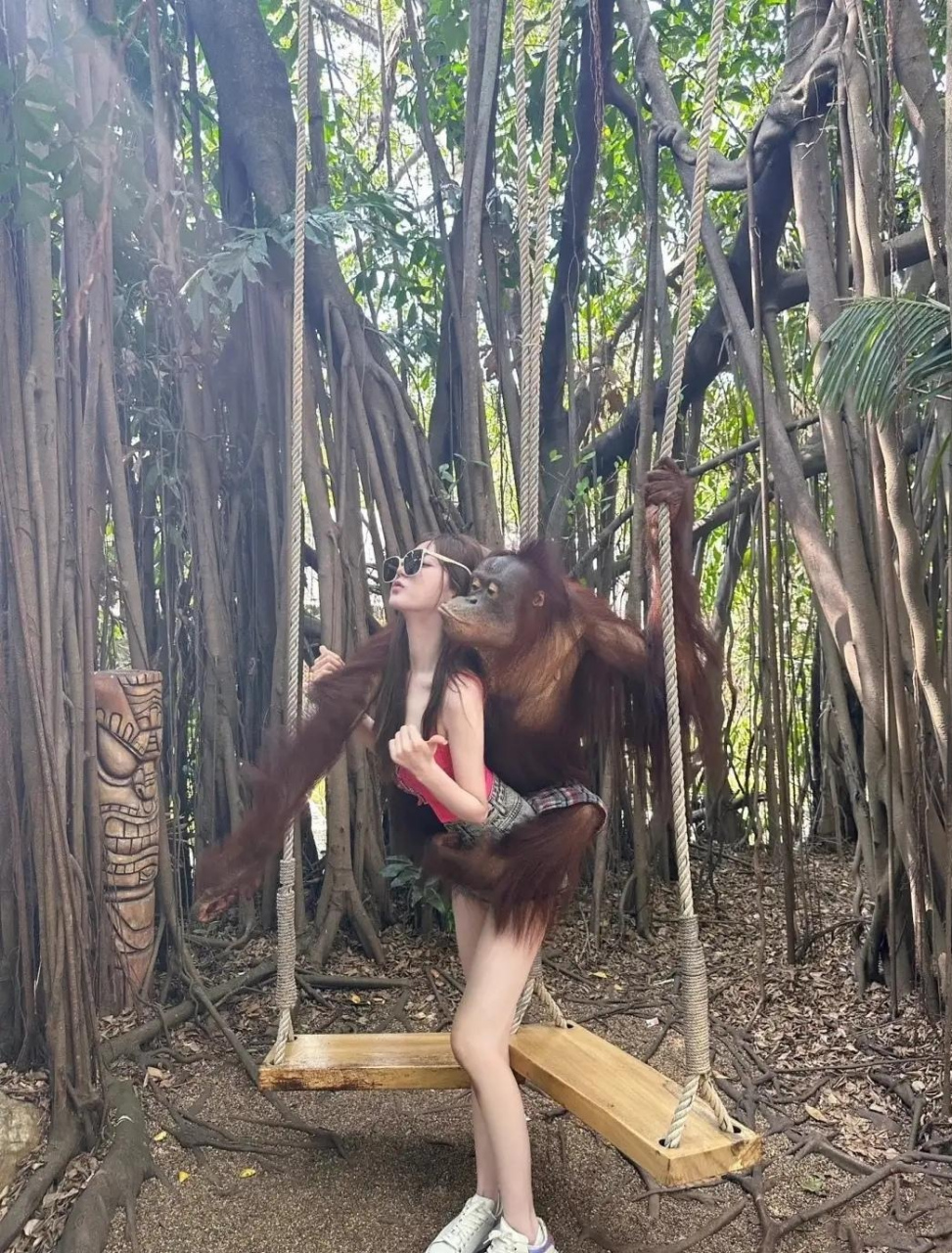 猩猩也是懂得欣赏美女的呀