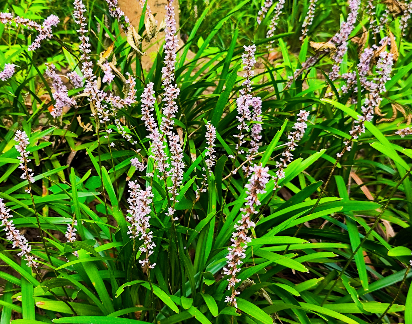 走进麦冬的世界 生长在林荫下的地表植物有很多种.麦冬就是园林景观中
