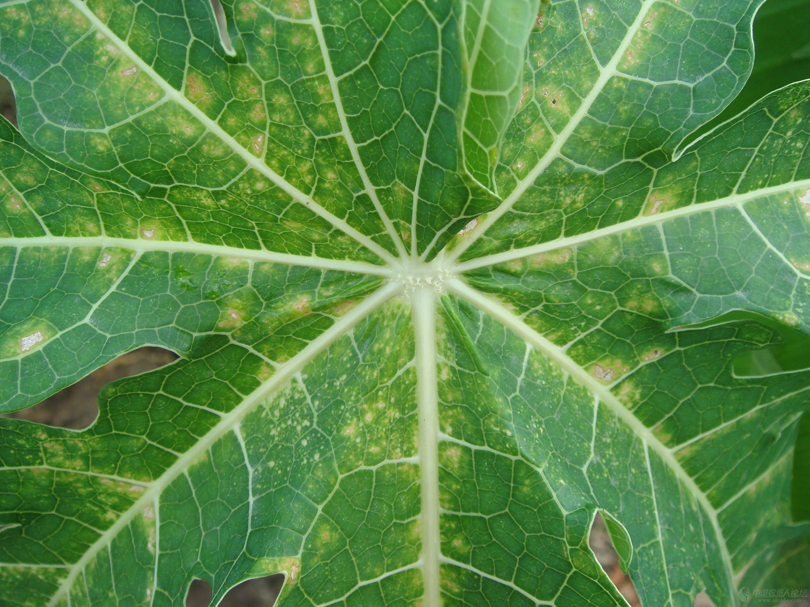 红蜘蛛该怎么打?用这3招试一下,除虫彻底持效期长