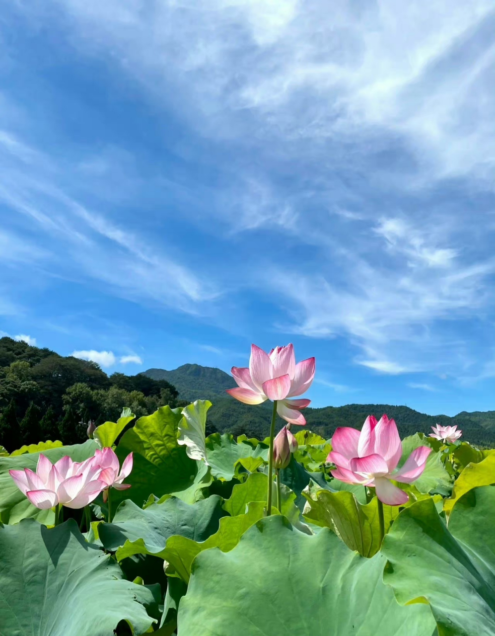 晴空下的莲花真的太美了吧,衬上远处的蓝天白云,更加迷人.