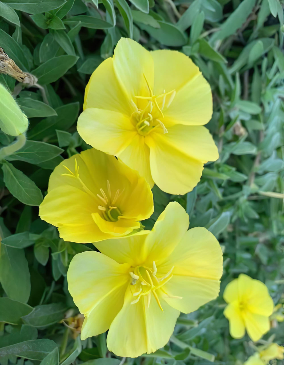 海边月见草,清淺淡雅!嫩黄花卉!香气宜人!送花花.#秋日生活创作季