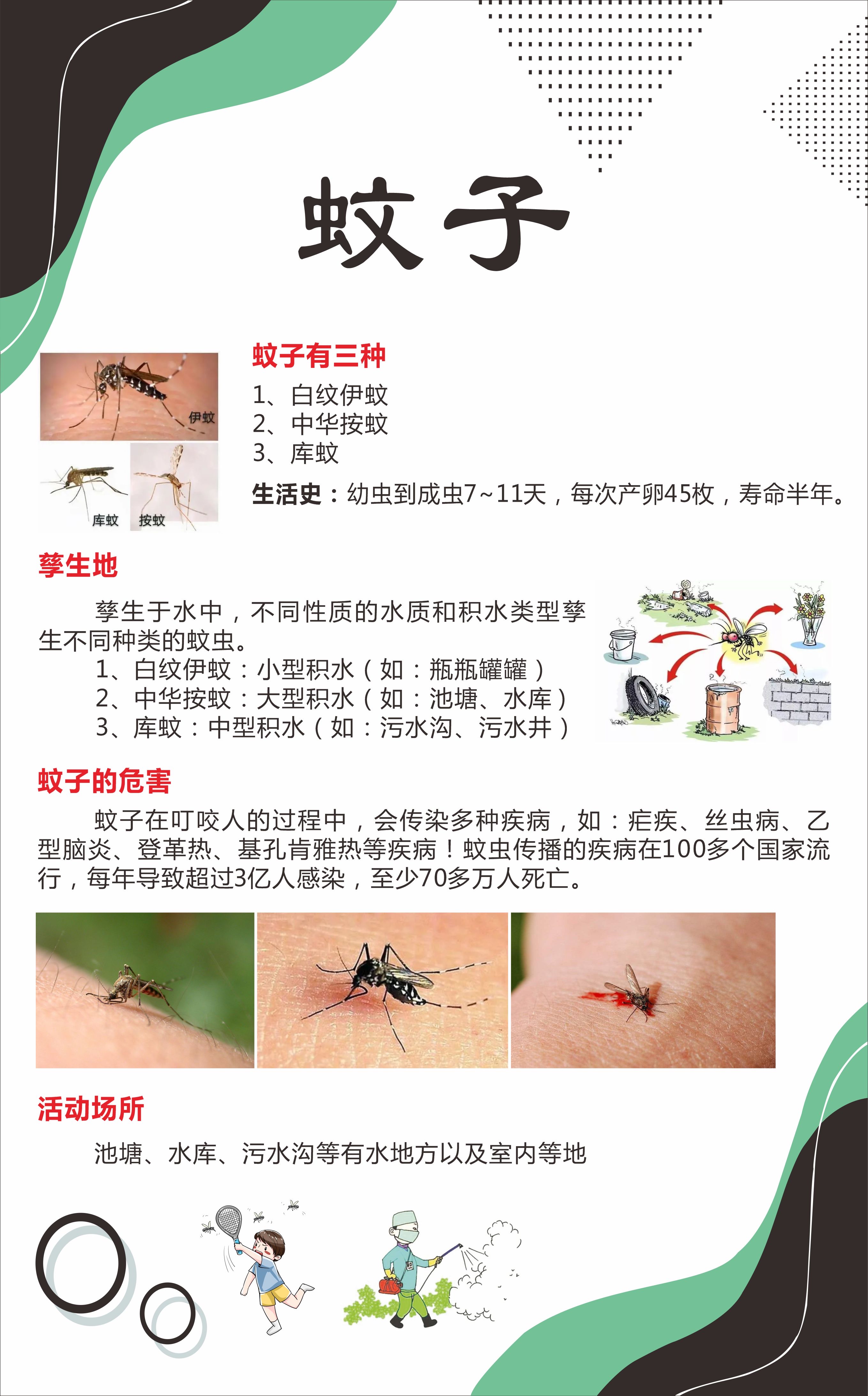 登革热的传播的媒介-蚊子