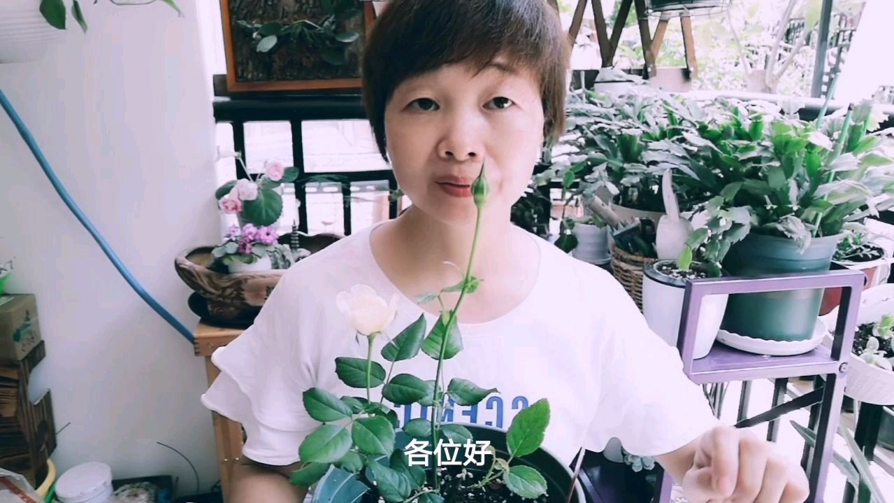 月季夏花小又少,学我这样做,秋天又开爆花
