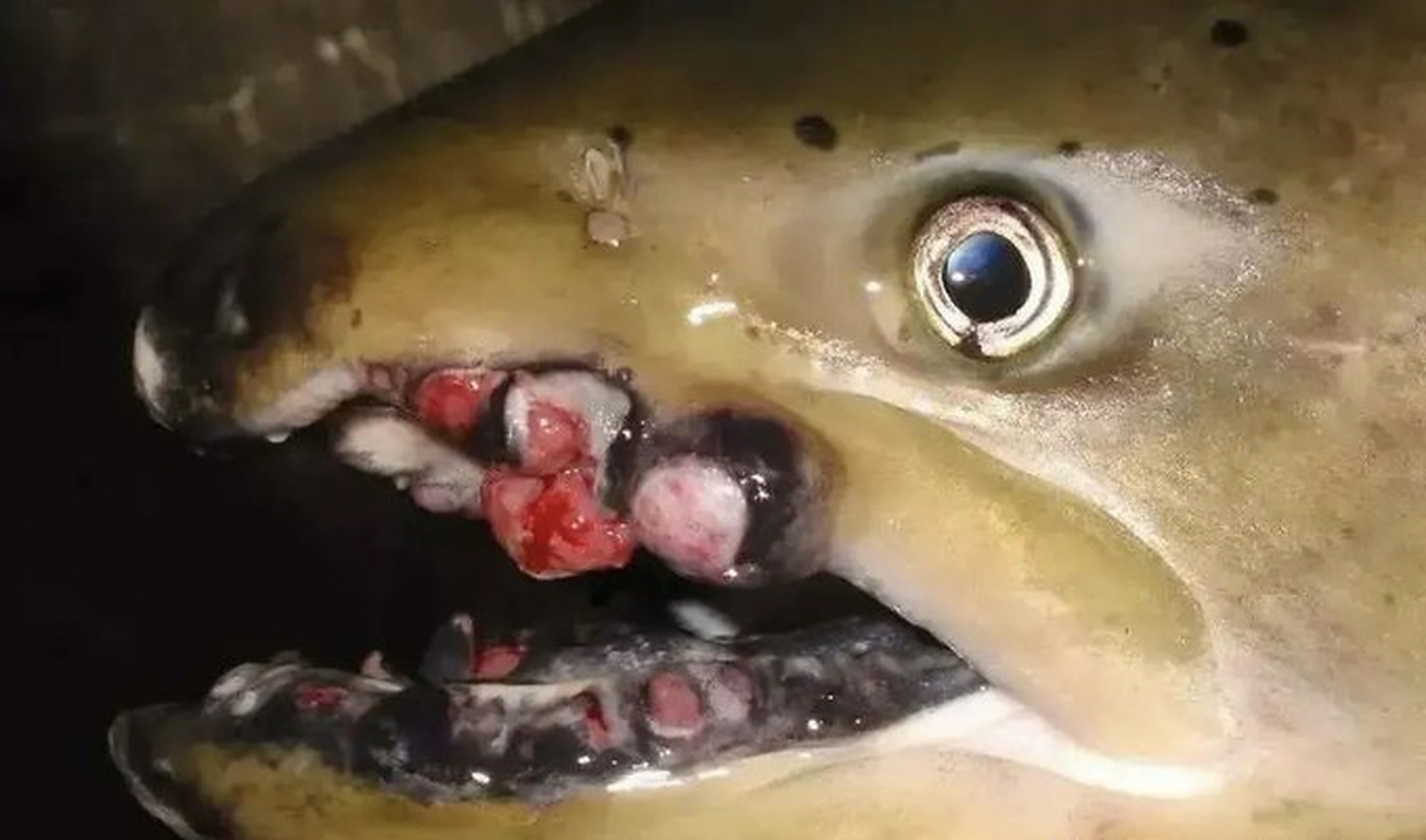 报道称,韩国莞岛郡的岀海渔民在日本鹿儿岛以南