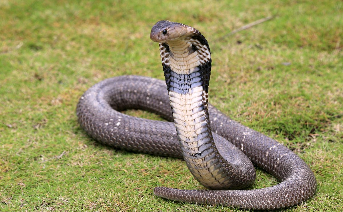 福建居民与剧毒眼镜蛇的惊险遭遇:为何蛇头被割仍能咬人?