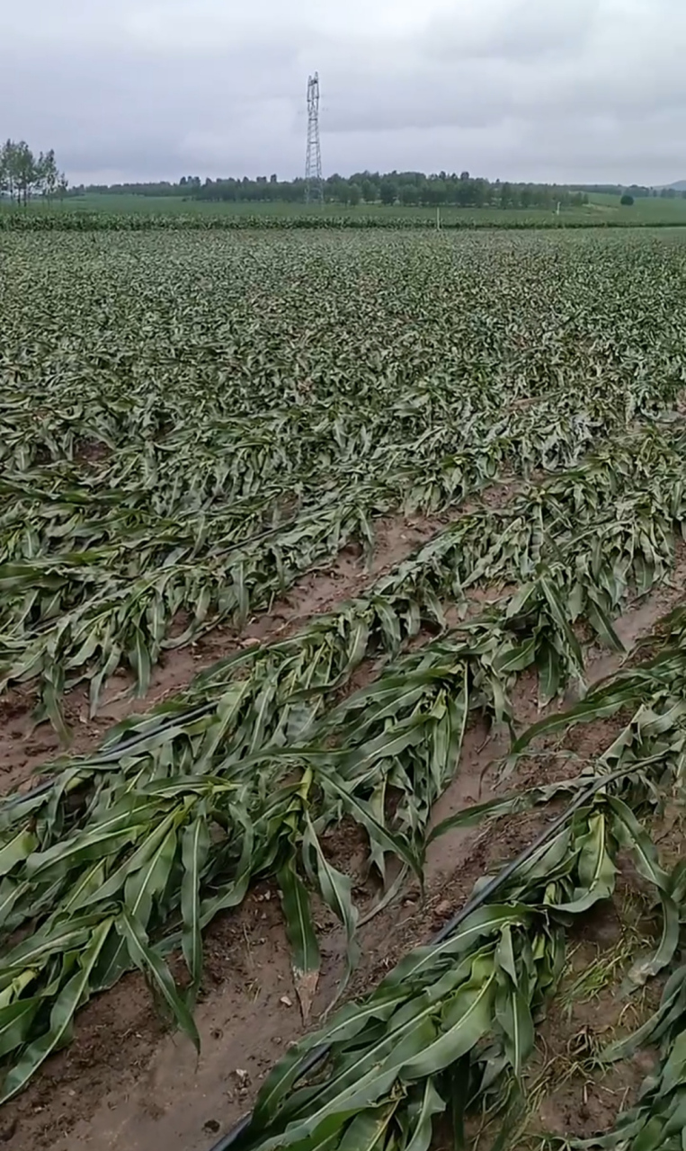 如果不扶起来还会长玉米棒子吗?