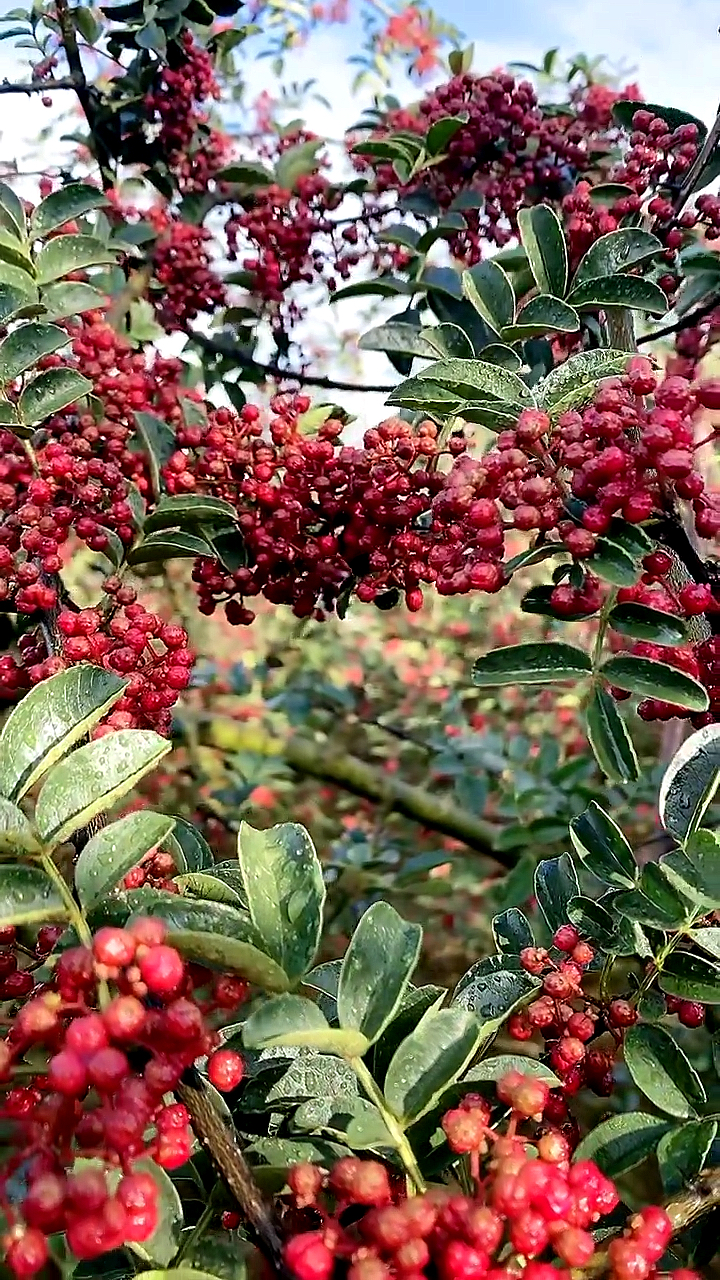 无刺花椒苗 日本无刺花椒苗基地 品种成花能力强 长势快 丰产稳产性好