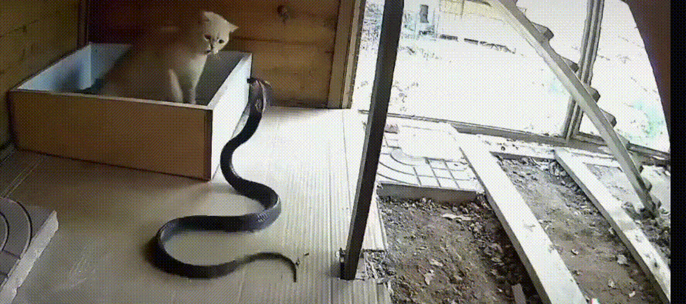 猫蛇大战. 猫:吓老子一跳,这是一只什么鬼?